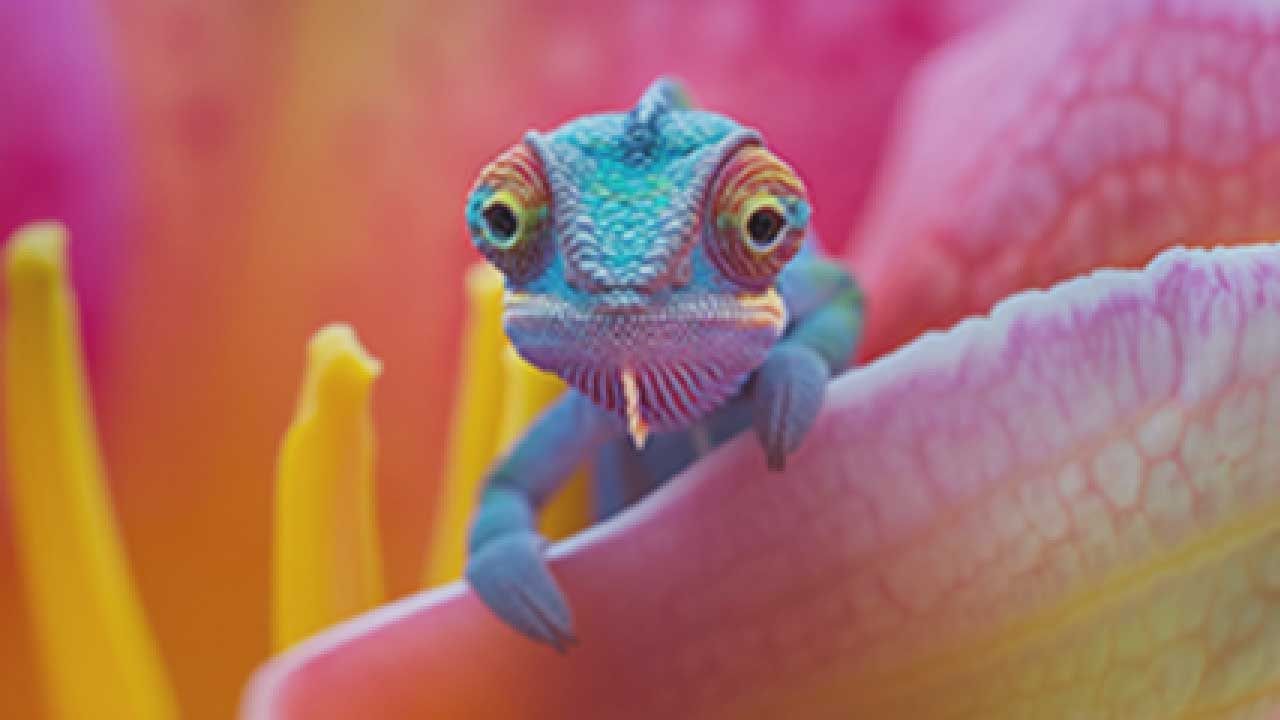 A small, blue chameleon with large eyes peeks out from between pink and yellow flower petals.
